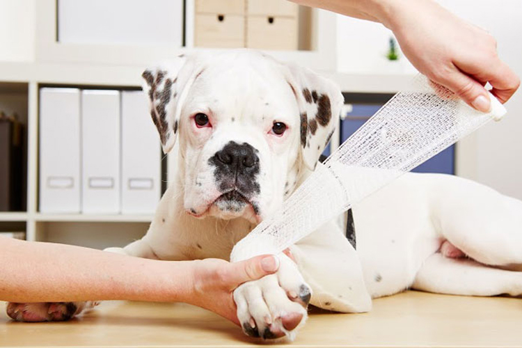 Pet First Aid - All First Aid Training